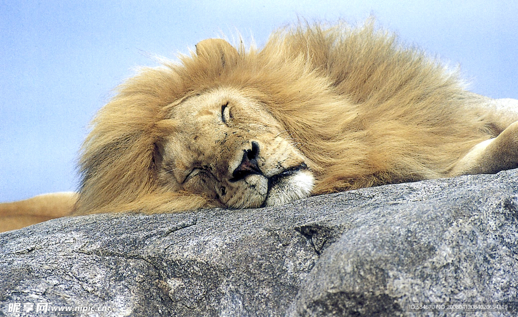 睡狮