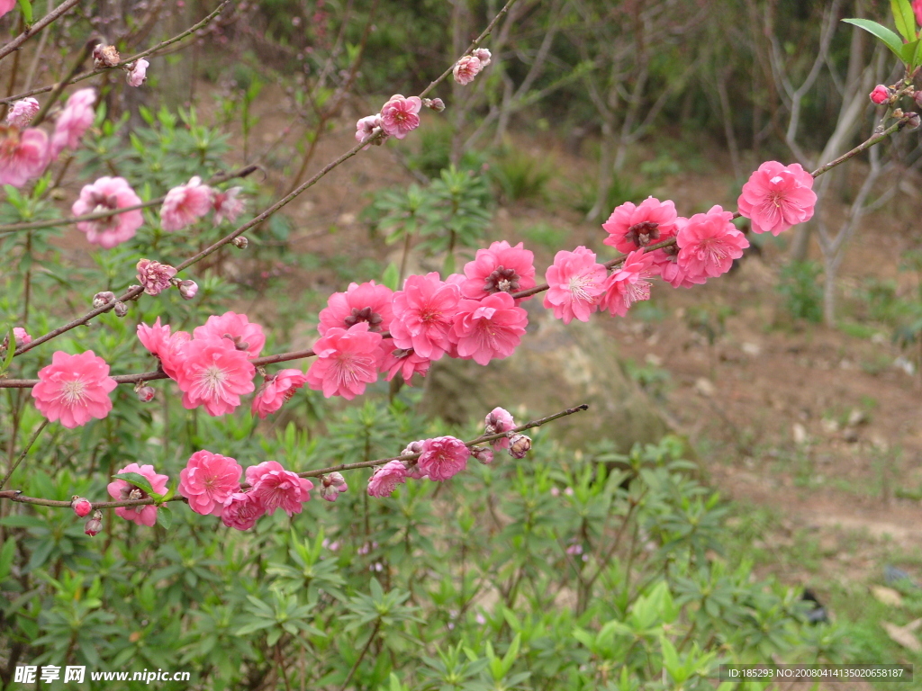 桃花