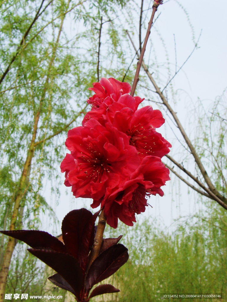 桃花写真