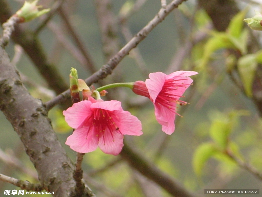 樱花