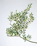 插花造型