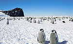 冰天雪地 动物世界