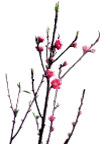 梅花