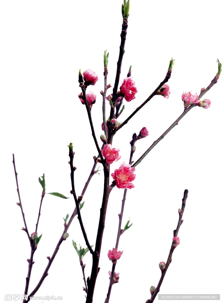 梅花