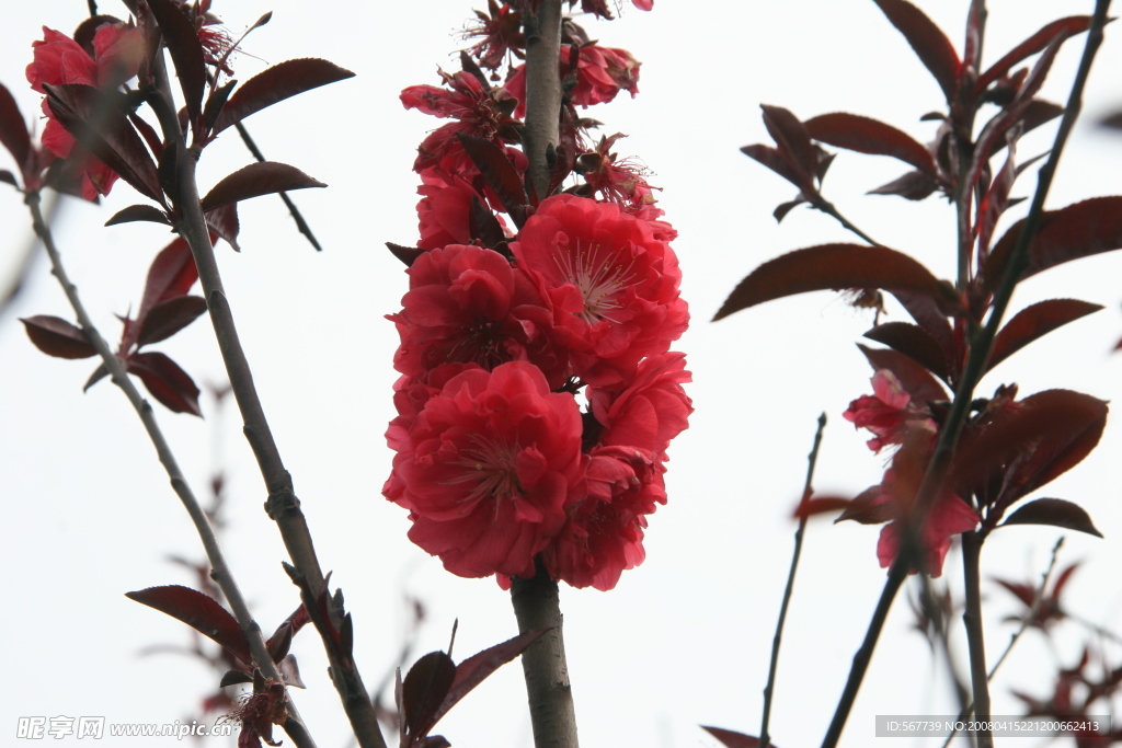 美丽的花
