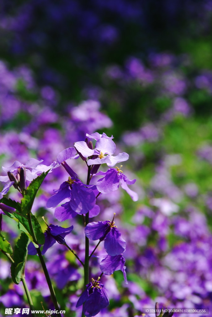 紫花