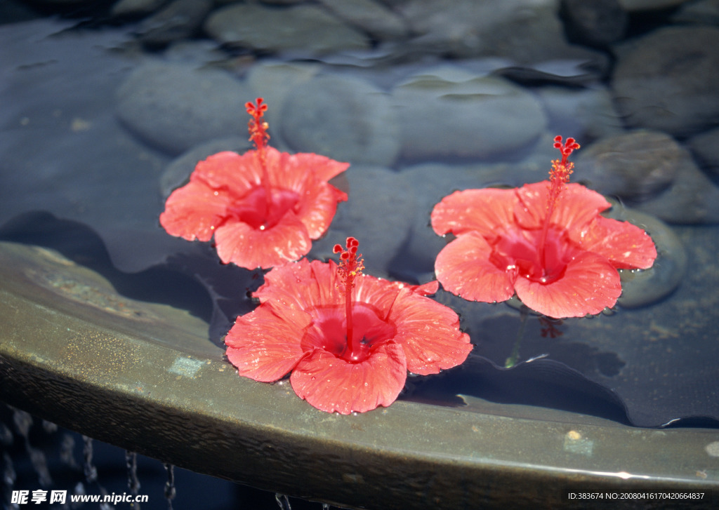 水中花