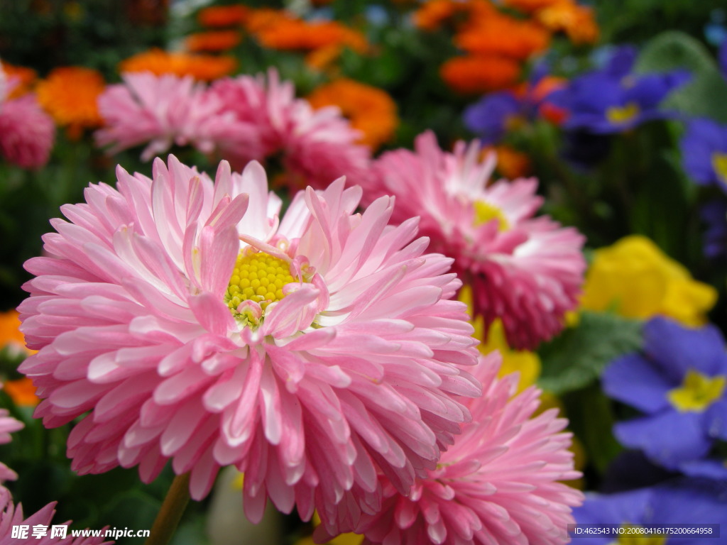 菊花