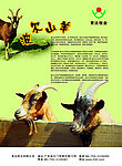 山羊