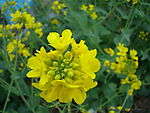 油菜花
