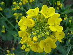 油菜花