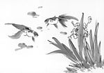 鱼 水草