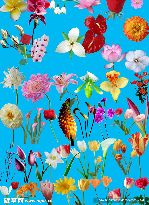 鲜花素材
