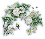 花鸟