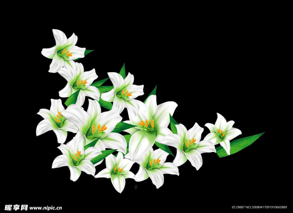 百合花 花 花卉