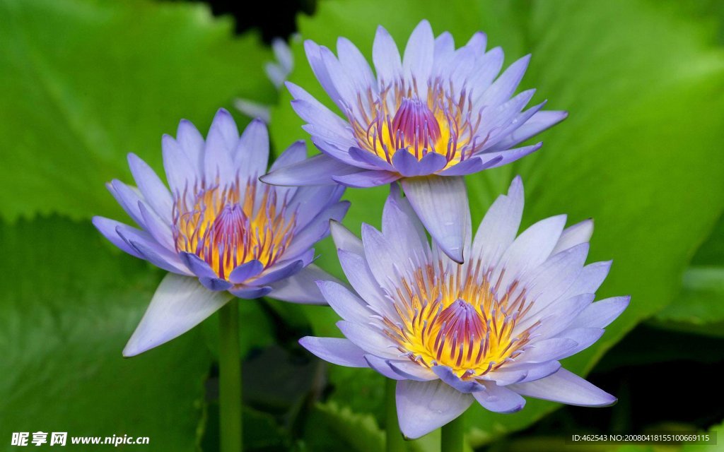 莲花