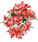 花　花纹