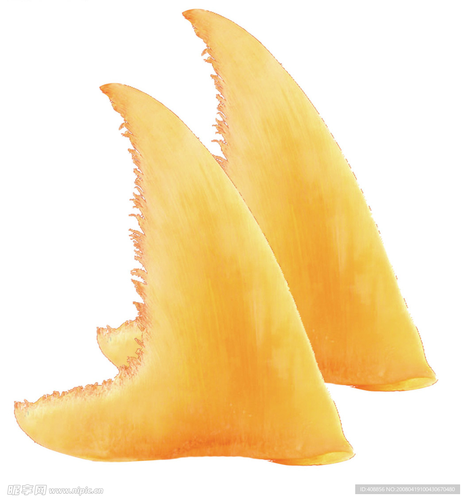 鱼翅