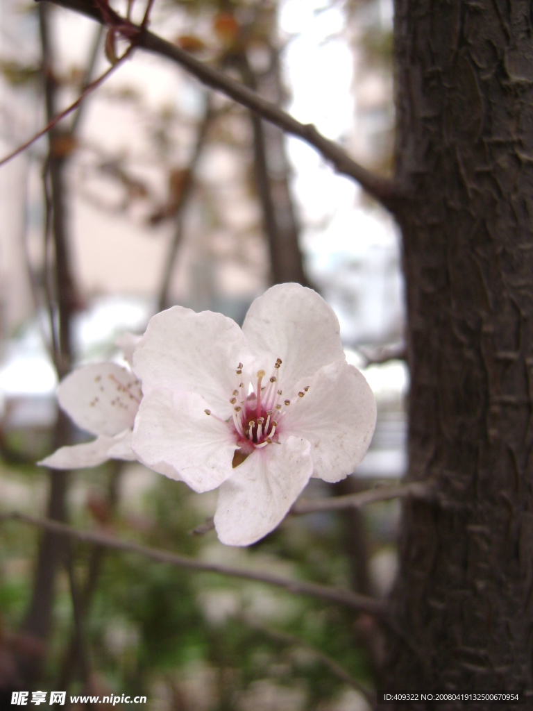 花之姿