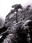 黄山雾松
