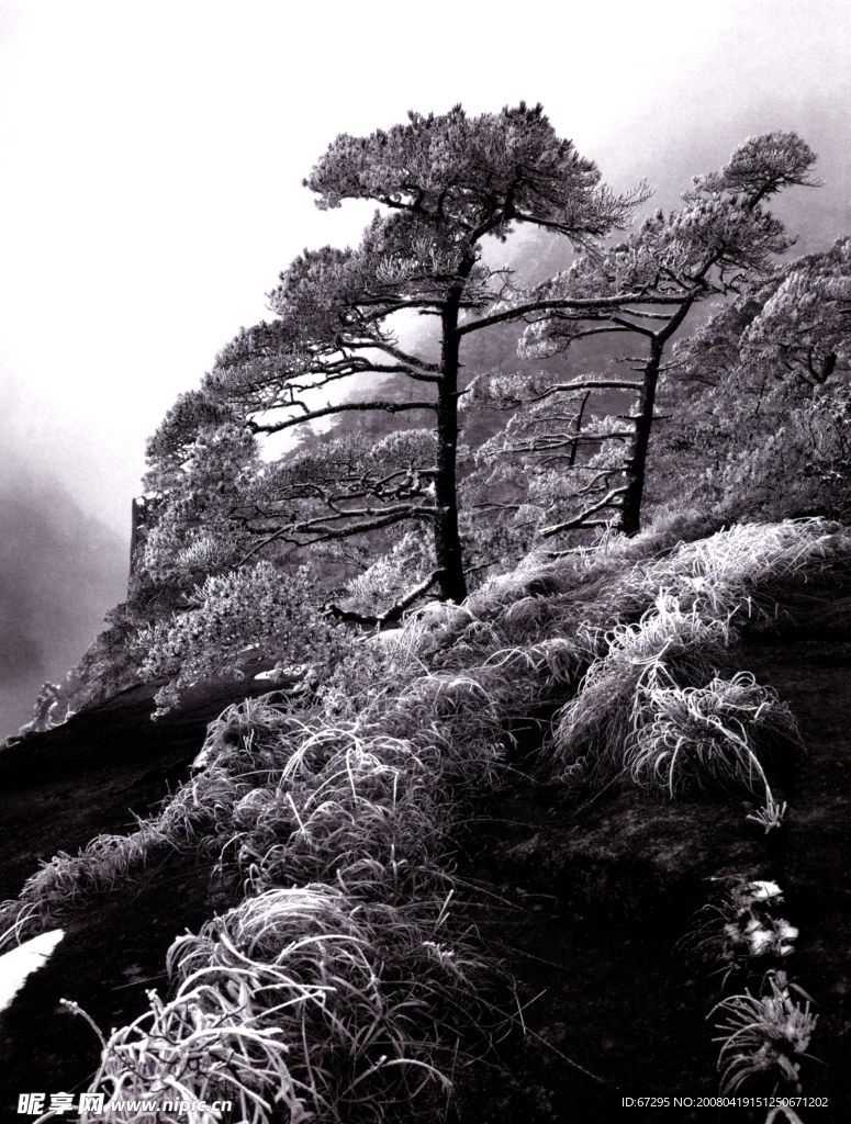黄山雾松