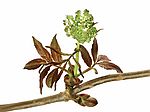 植物的枝条