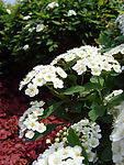 白色花卉素材