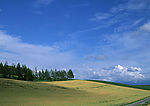 原野风景