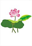 荷花4