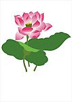 荷花6
