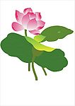 荷花9