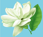 茉莉花