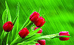 漂亮的鲜花