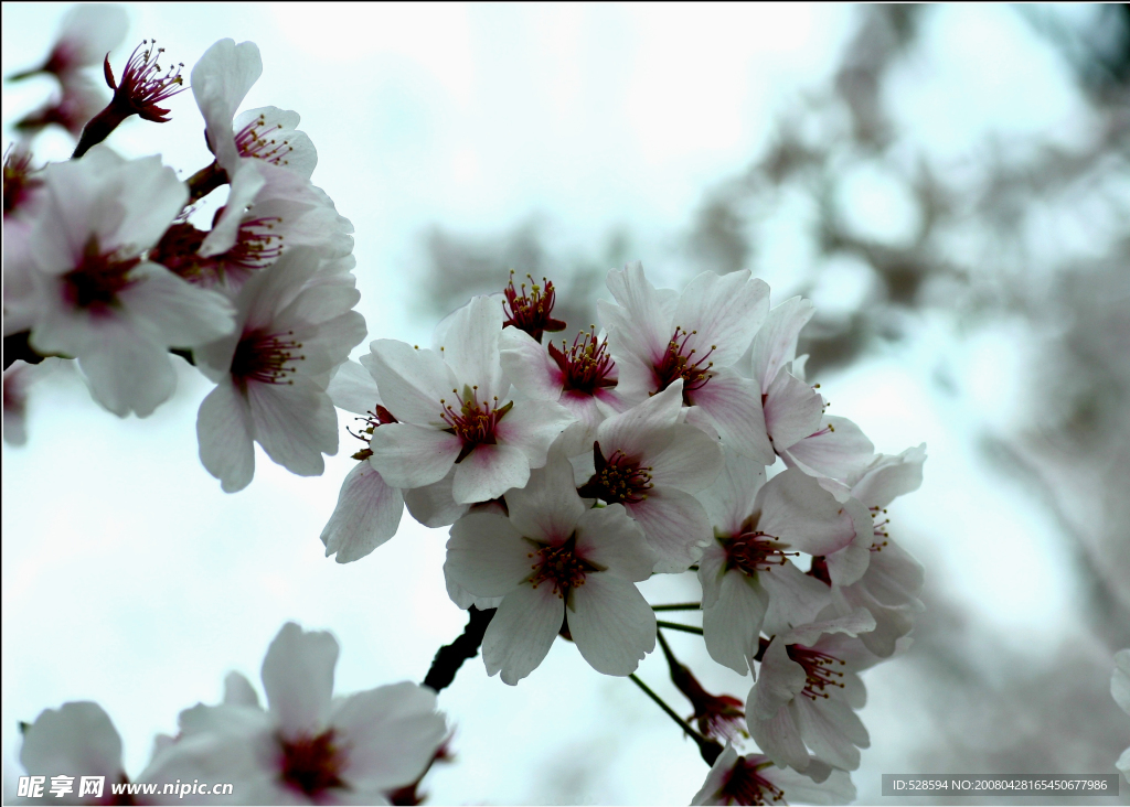 樱花