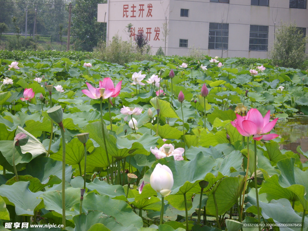 美丽风景荷花