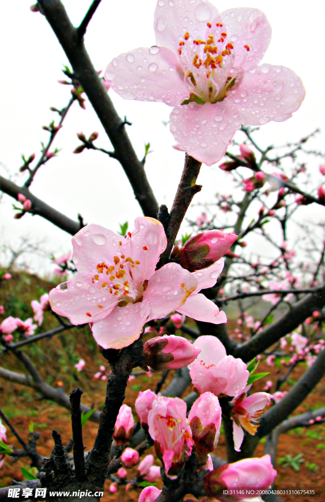 雨中桃花