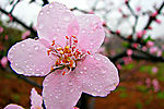 雨中桃花