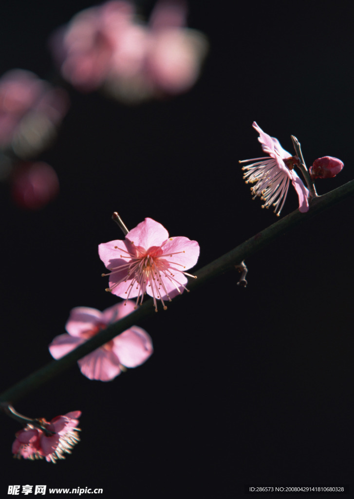 桃花