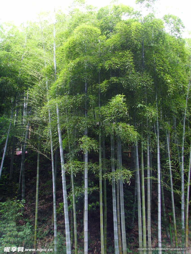 竹林
