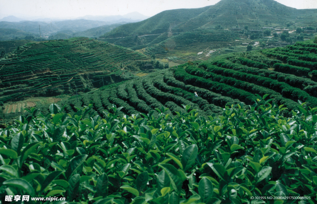 茶园风景