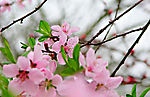 春日桃花