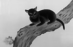小猫