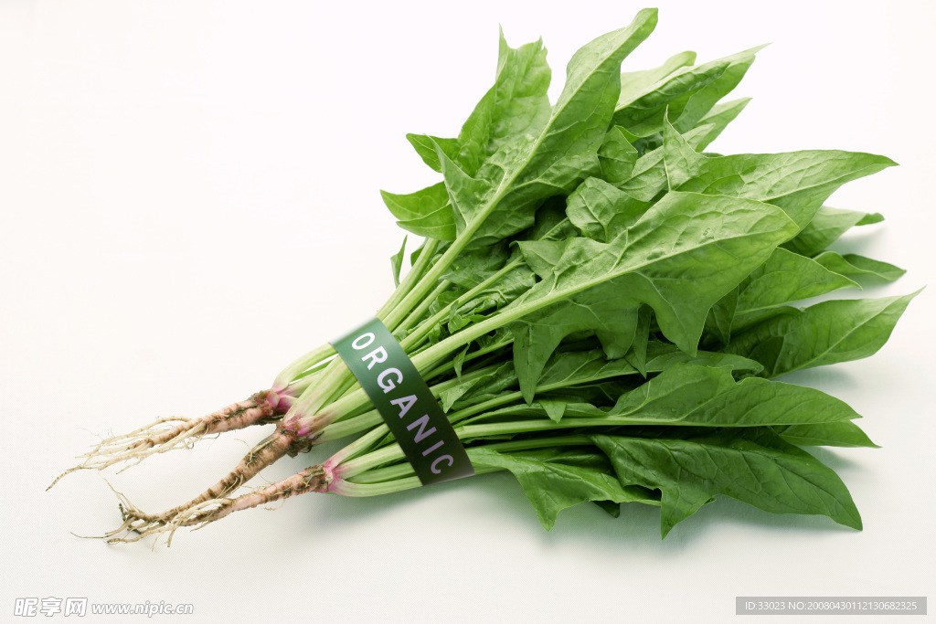 绿色植物