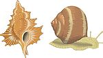 海洋生物