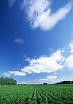 花圃晴空