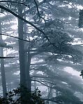 雾 松树