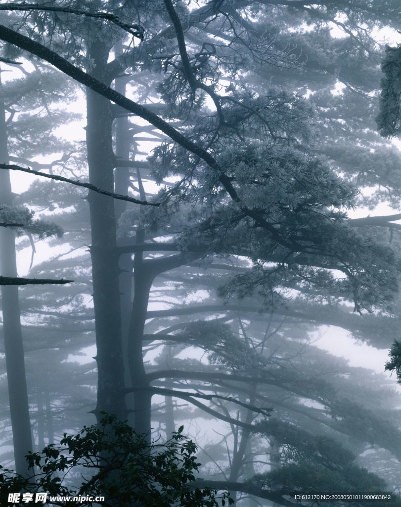 雾 松树