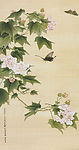芙蓉蛱蝶