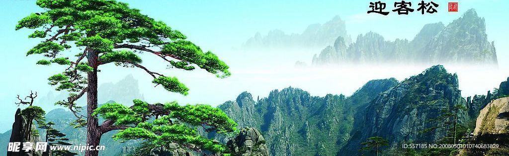 迎客松