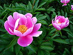芍药花